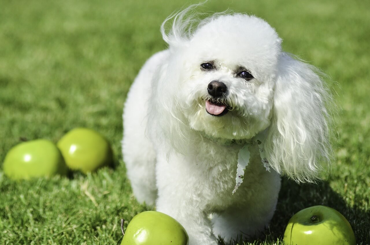 The Top 12 Small Dog Breeds That Make Great Emotional Support Animals
